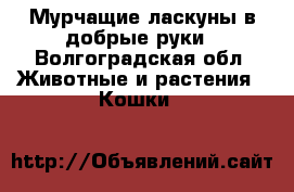 Мурчащие ласкуны в добрые руки - Волгоградская обл. Животные и растения » Кошки   